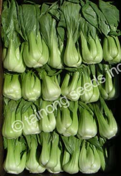 BabyBokChoy