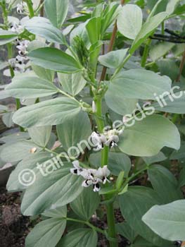 Bean Fava