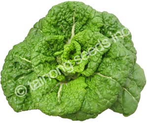 BokChoyHuoGuoCai