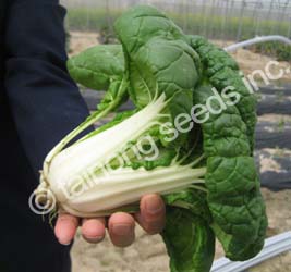 BokChoyHuoGuoCai2