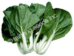 Bok Choy Tall