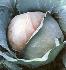 CabbageRedJewel