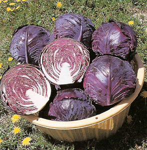 CabbageRubyPerfection
