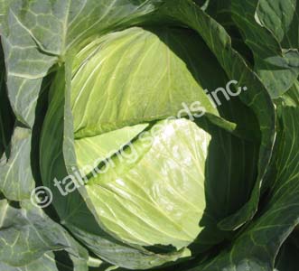 CabbageShoshudori