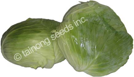 CabbageValiance2
