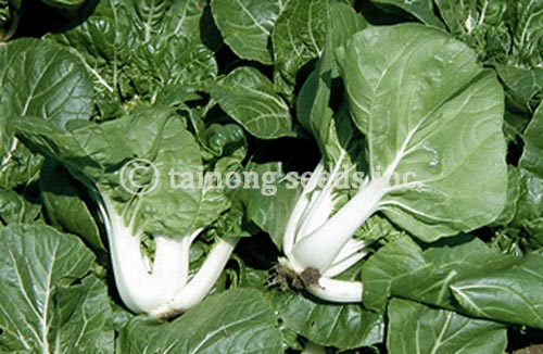 Dwarf Pak Choi