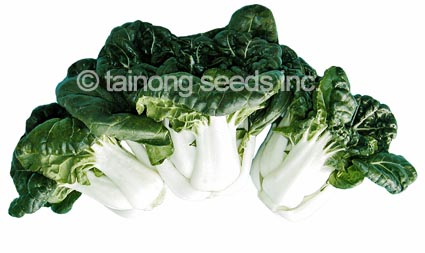 F1-Dwarf-White-Jewel