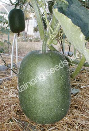 MiniWaxGourd1.