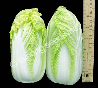 NapaMini2