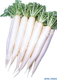 RadishAprilCross