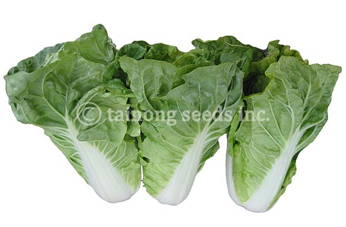 Sweet Bok Choy T-551