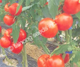 TomatoGrandeur
