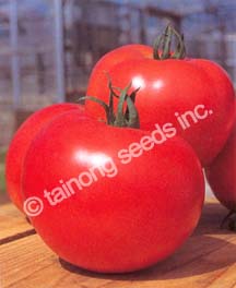 TomatoToughBoy