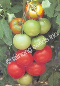 TomatoTropicBoy