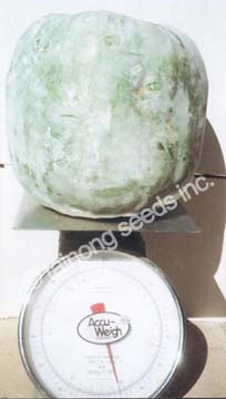 WaxGourd
