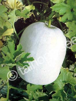 WaxGourdTongGuaZhou