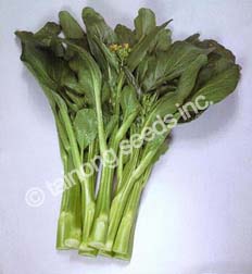 YuChoySumBigStem