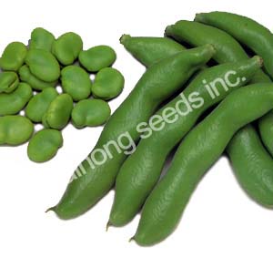 fava bean