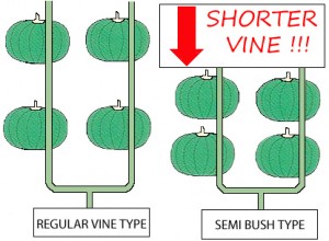 semibush
